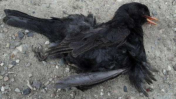 রাজস্থান–কেরলে বার্ড ফ্লু রাজস্থান–কেরলে বার্ড ফ্লু