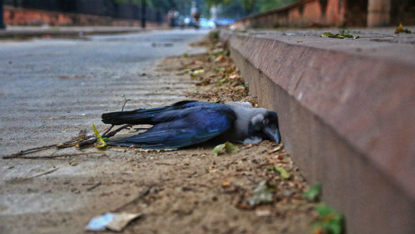 মুম্বয়ের চেম্বুরে ১১টি কাকের মৃত্যু হয়েছে মুম্বয়ের চেম্বুরে ১১টি কাকের মৃত্যু হয়েছে