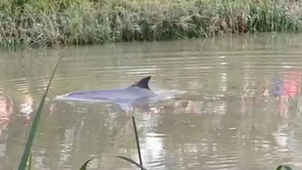 অমানবিক! উত্তরপ্রদেশে লাঠি, রড, কুড়ুল দিয়ে নির্মমভাবে পিটিয়ে মারা হল গাঙ্গেয় ডলফিনকে অমানবিক! উত্তরপ্রদেশে লাঠি, রড, কুড়ুল দিয়ে নির্মমভাবে পিটিয়ে মারা হল গাঙ্গেয় ডলফিনকে