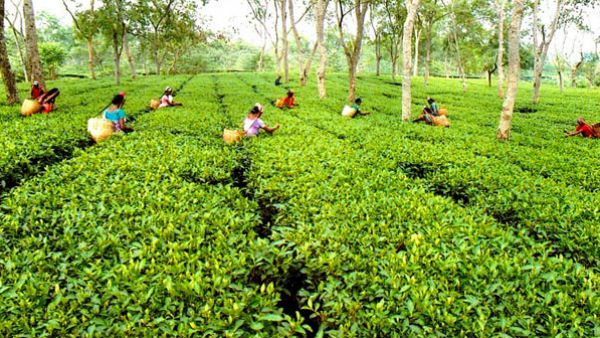 চা শ্রমিকদের জন্য বরাদ্দ