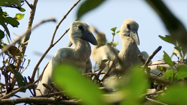 কী কী দেখবেন