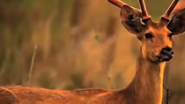 ইতিহাস ইতিহাস