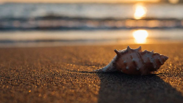 শঙ্খ আসলে কি