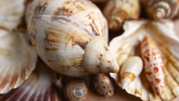  শাঁখ কেন বাজানো হয়