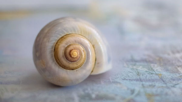  স্বস্তিক চিহ্ন কি