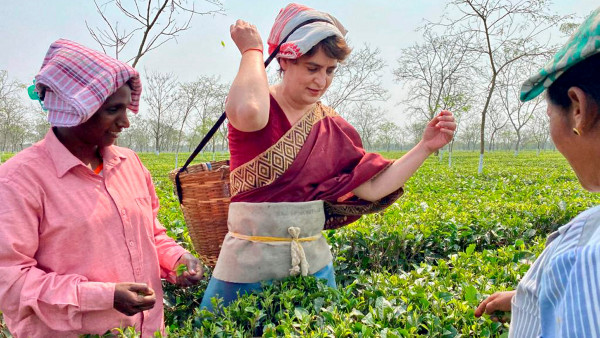 চা-পাতা তোলেন প্রিয়াঙ্কা