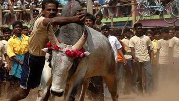 তামিল সংস্কৃতির অংশ হিসেবে পরিচিত জাল্লিকাট্টু তামিল সংস্কৃতির অংশ হিসেবে পরিচিত জাল্লিকাট্টু