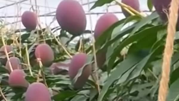 রং, গন্ধ সবই আলাদা