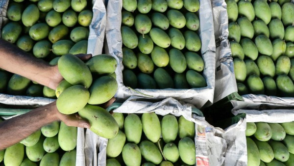 মূল্যবান আমকে বাঁচাতে পাহারাদারের ব্যবস্থা