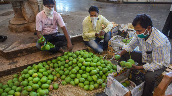 সাধারণ আমের চেয়ে অনেকটাই আলাদা