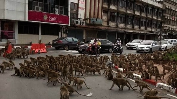  বাঁদররা আহতও হয়