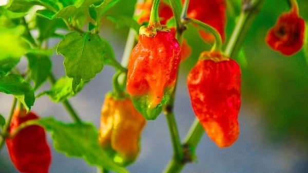 ভুত জলকিয়া এই লঙ্কাগুলির আরও একটি নাম!