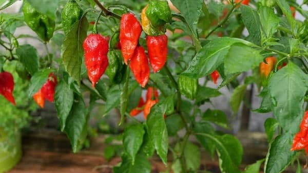 দ্রুত নষ্ট হয়ে যাওয়ার আশঙ্কা 