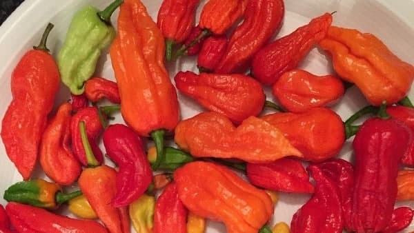 প্লেনে করে লন্ডন পাঠানো হয়েছে লঙ্কাগুলিকে