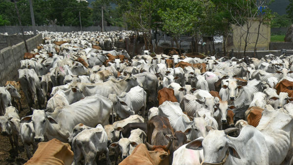 অঞ্চলের মানুষ এই রীতিতে বিশ্বাস করে অঞ্চলের মানুষ এই রীতিতে বিশ্বাস করে