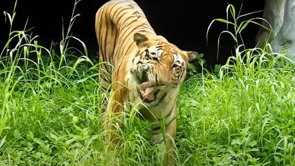 টাইগার রিজার্ভের একটি আকর্ষণের কেন্দ্র টাইগার রিজার্ভের একটি আকর্ষণের কেন্দ্র