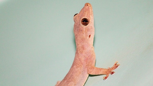 দু’টো টিকটিকি দেখলে কি হয় দু’টো টিকটিকি দেখলে কি হয়