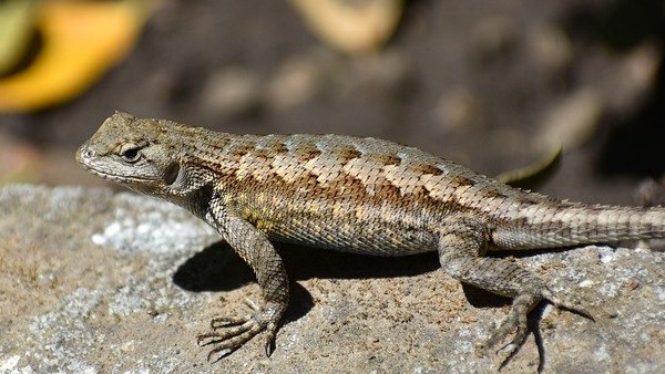 পায়ে টিকটিকি পড়লে কি হয় পায়ে টিকটিকি পড়লে কি হয়