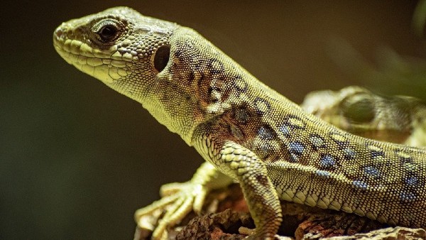 টিকটিকির শরীরে চলাফেরা টিকটিকির শরীরে চলাফেরা