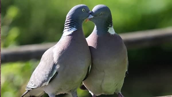 ছয়মাসেই শরীরে ফিরবে যৌনতা 