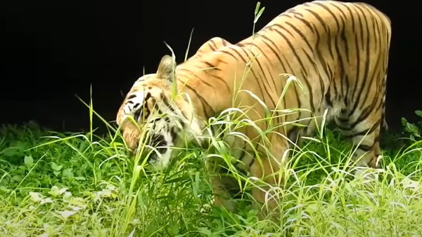 কী বলছে সাতপুরা টাইগার রিজার্ভ কর্তৃপক্ষ ?