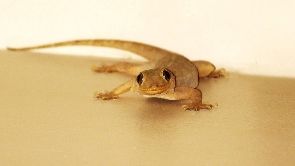 কান, নাক, মুখ ও গালে টিকটিকি পড়লে কান, নাক, মুখ ও গালে টিকটিকি পড়লে