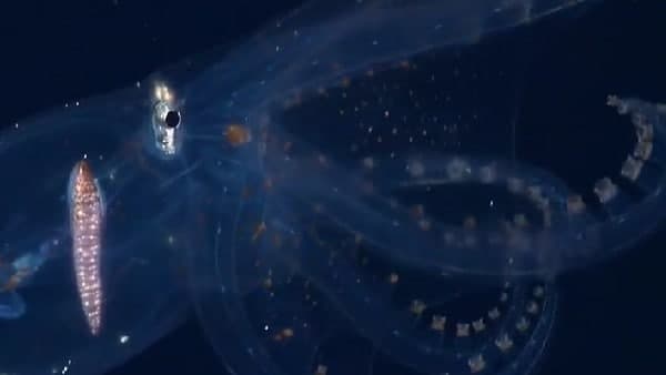 এত্ত স্বচ্ছ! 