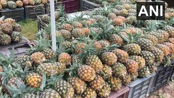 ৪০০ কেজি আনারস উপহার ৪০০ কেজি আনারস উপহার