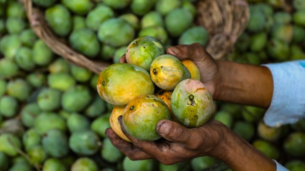 ৩০০ কেজি আম এসেছিল ৩০০ কেজি আম এসেছিল