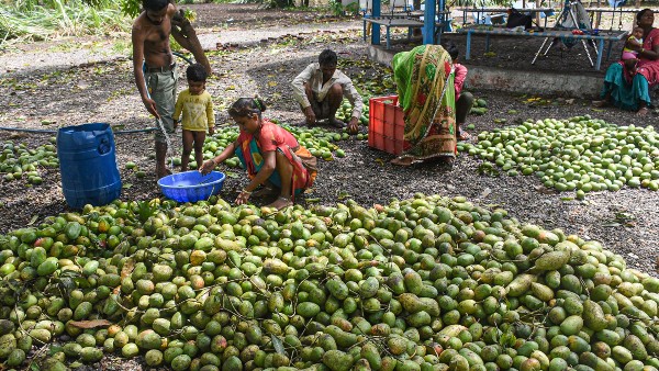 ৫০টি প্রজাতির আম ৫০টি প্রজাতির আম