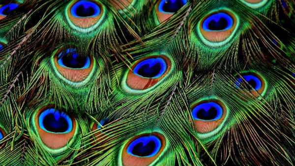 পৌরাণিক কাহিনিতে রয়েছে ময়ূর পুচ্ছের মাহাত্ম্য