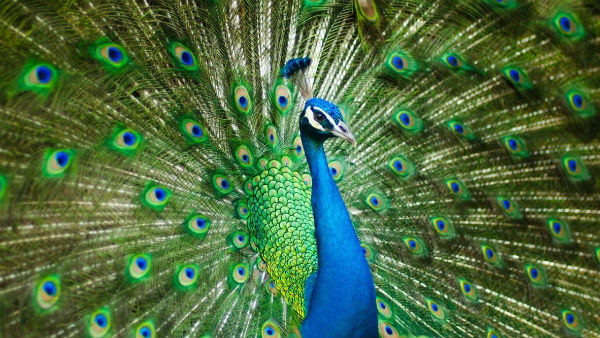 ঘরে শান্তি ফেরাতে