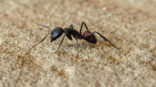 বাড়িতে কালো পিঁপড়ে থাকা শুভ