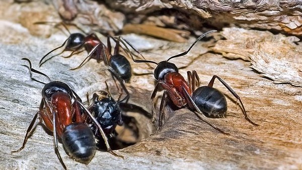  লাল পিঁপড়ে শুভ নয়