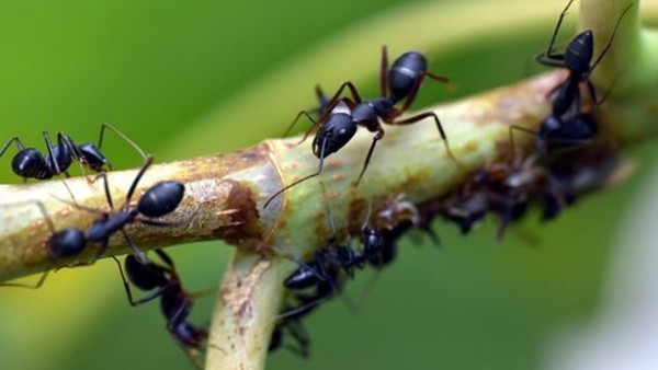 কালো পিঁপড়ে