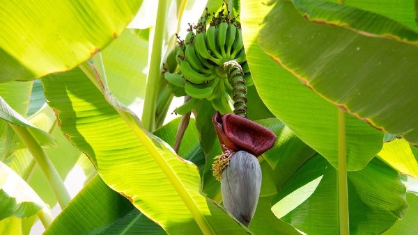 কলা গাছ কলা গাছ