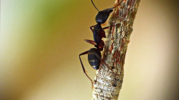  কোন দিক থেকে পিঁপড়ে আসা শুভ
