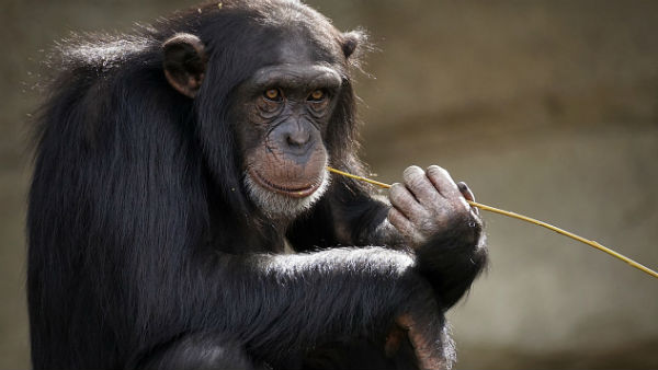 মহিলাকে চিড়িয়াখানায় ঢুকতে বাধা মহিলাকে চিড়িয়াখানায় ঢুকতে বাধা