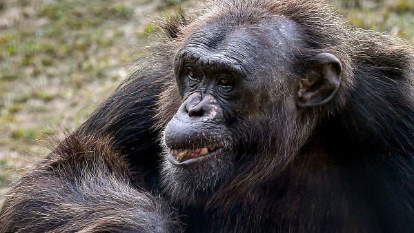 অ্যাডি–চিতার সম্পর্ক ক্ষতি করছে অন্য শিম্পাঞ্জিদের অ্যাডি–চিতার সম্পর্ক ক্ষতি করছে অন্য শিম্পাঞ্জিদের