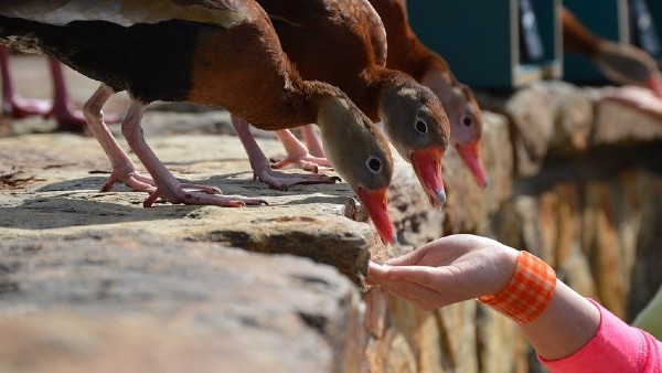  কাকপক্ষীকে খাওয়ানো