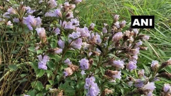 শুধু ভারতে এই ফুল ফোটে! শুধু ভারতে এই ফুল ফোটে!