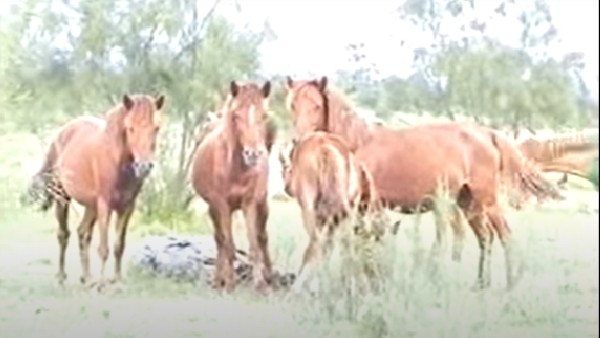 প্রাণী বৈচিত্র্য প্রাণী বৈচিত্র্য