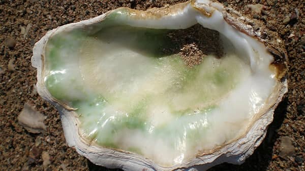 মুক্তোর চাষ! মুক্তোর চাষ!