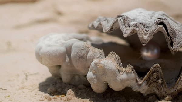 কীভাবে এই চাষ শুরু করা যায়? কীভাবে এই চাষ শুরু করা যায়?