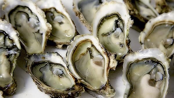 মুক্তো চাষের জন্যে কি কি প্রয়োজন? মুক্তো চাষের জন্যে কি কি প্রয়োজন?