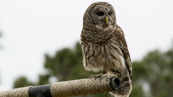  পেঁচার দর্শন