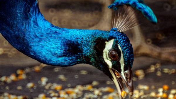  অর্থ সম্পত্তি ও ময়ূরের পালক