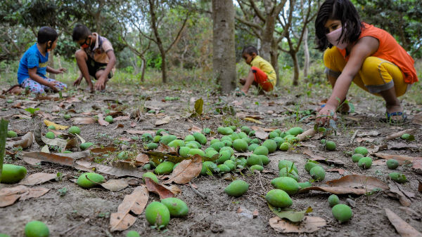 আম দান করা