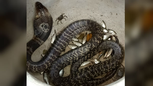 ১২ নাগ দেবতার নাম