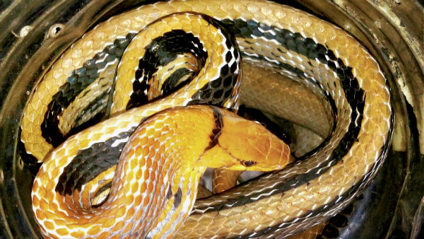 কোন গ্রহ কোন নাগ দেবতা নিয়ন্ত্রণ করেন?